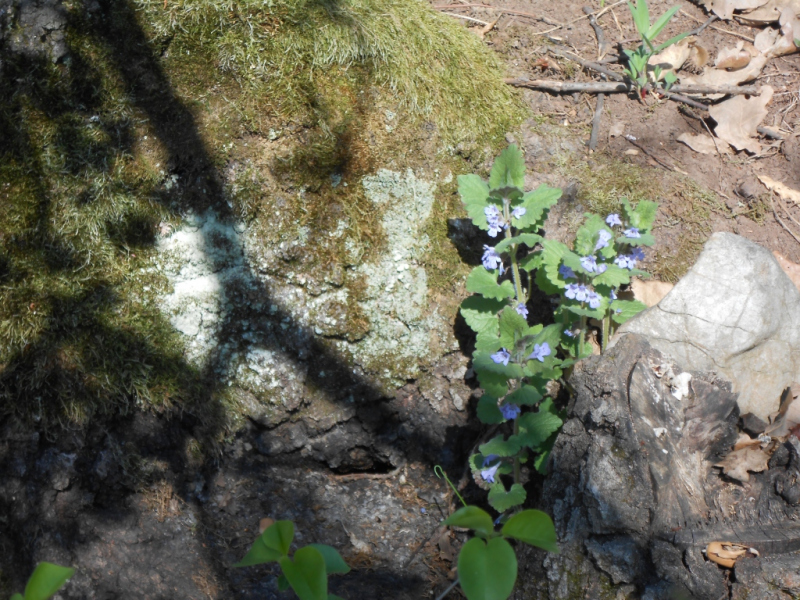 2015/ A tanösvény tisztítása - Čistenie náučného chodníka