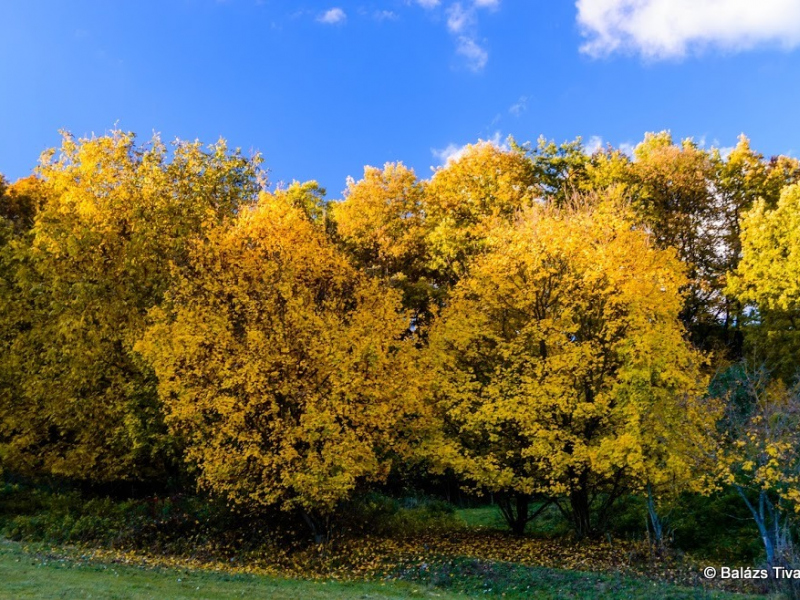2016/ Ősz - Jeseň