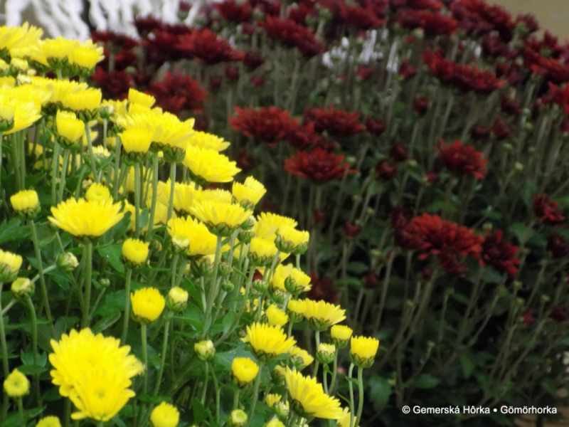 2016/ Őszi kiállítás - Jesenná výstava