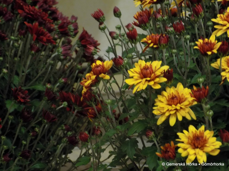 2016/ Őszi kiállítás - Jesenná výstava