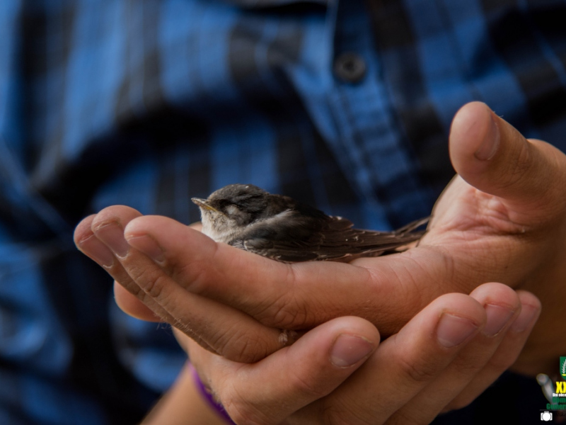 2018/ XXIII. Gömörhorkai Falunapok - Dni obce Gemerská Hôrka